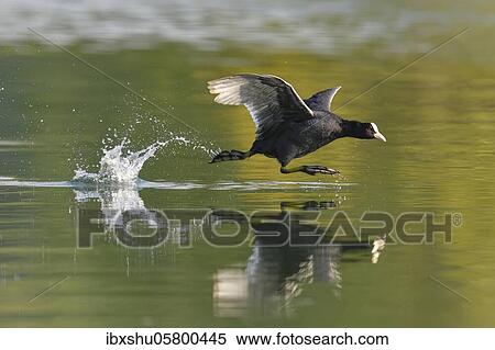 Stock Photography - Common coot ( Fulica atra), Old animal running over water, Lake Lucerne, Canton Lucerne, Switzerland, Europe. Fotosearch