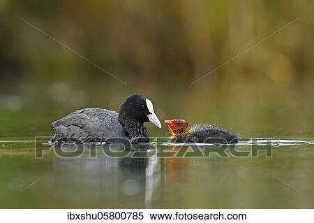 Stock Photography - Common coot ( Fulica atra) Old animal, feeding a chick, Lake Lucerne, Canton Lucerne, Switzerland, Europe. Fotosearch