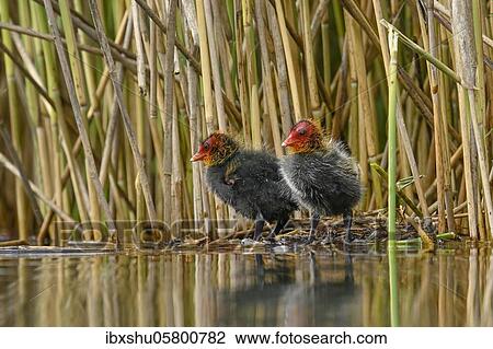 Common coot ( Fulica atra), Two chicks are standing on the edge of a reed, Lake Lucerne, Canton Lucerne, Switzerland, Europe View Large Photo Image Stock Image - Common coot ( Fulica atra), Two chicks are standing on the edge of a reed, Lake Lucerne, Canton Lucerne, Switzerland, Europe. Fotosearch