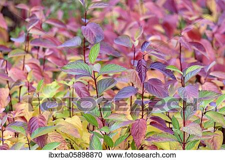 Stock Image - Common Dogwood (Cornus sanguinea) autumnally discoloured leaves, North Rhine-Westphalia, Germany, Europe. Fotosearch