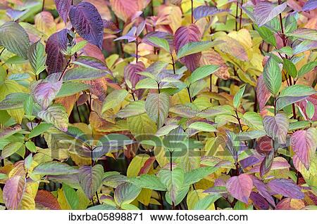 Common Dogwood (Cornus sanguinea) autumnally discoloured leaves, North Rhine-Westphalia, Germany, Europe View Large Photo Image Stock Image - Common Dogwood (Cornus sanguinea) autumnally discoloured leaves, North Rhine-Westphalia, Germany, Europe. Fotosearch