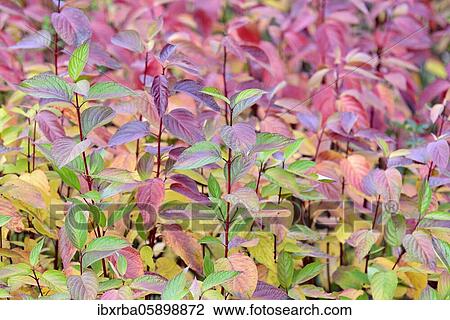 Common Dogwood (Cornus sanguinea) autumnally discoloured leaves, North Rhine-Westphalia, Germany, Europe View Large Photo Image Stock Image - Common Dogwood (Cornus sanguinea) autumnally discoloured leaves, North Rhine-Westphalia, Germany, Europe. Fotosearch