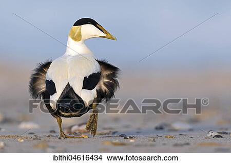 Picture - Common eider (Somateria mollissima), male runs on the beach, Helgoland, Schleswig-Holstein, Germany, Europe. Fotosearch