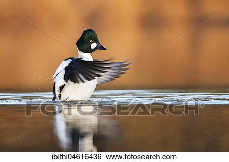 Stock Photograph - Common Goldeneye (Bucephala clangula), male in water, strikes with wings, Biosphere Reserve Mittelelbe, Saxony-Anhalt, Germany, Europe. Fotosearch