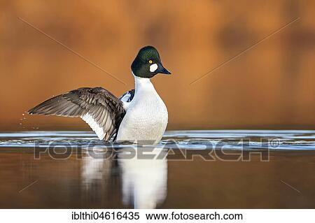 Common Goldeneye (Bucephala clangula), male in water, strikes with wings, Biosphere Reserve Mittelelbe, Saxony-Anhalt, Germany, Europe View Large Photo Image Stock Photography - Common Goldeneye (Bucephala clangula), male in water, strikes with wings, Biosphere Reserve Mittelelbe, Saxony-Anhalt, Germany, Europe. Fotosearch