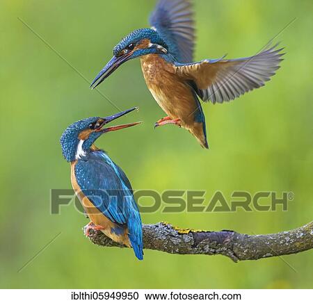Common kingfisher (Alcedo atthis) Males and females during courtship display, Middle Elbe Biosphere Reserve, Saxony-Anhalt, Germany, Europe View Large Photo Image Stock Image - Common kingfisher (Alcedo atthis) Males and females during courtship display, Middle Elbe Biosphere Reserve, Saxony-Anhalt, Germany, Europe. Fotosearch