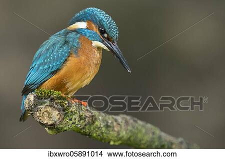 Common kingfisher ( Alcedo atthis) on Ansitzwarte, Netherlands View Large Photo Image Picture - Common kingfisher ( Alcedo atthis) on Ansitzwarte, Netherlands. Fotosearch