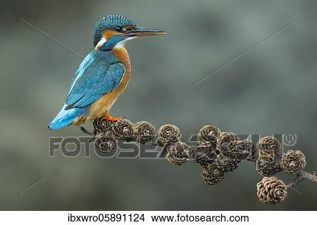 Common kingfisher ( Alcedo atthis) on Ansitzwarte, Netherlands View Large Photo Image Picture - Common kingfisher ( Alcedo atthis) on Ansitzwarte, Netherlands. Fotosearch