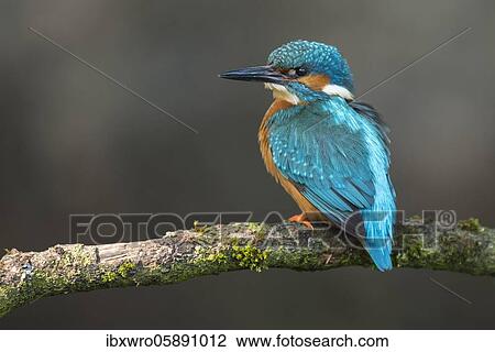 Common kingfisher ( Alcedo atthis) on Ansitzwarte, Netherlands View Large Photo Image Stock Image - Common kingfisher ( Alcedo atthis) on Ansitzwarte, Netherlands. Fotosearch