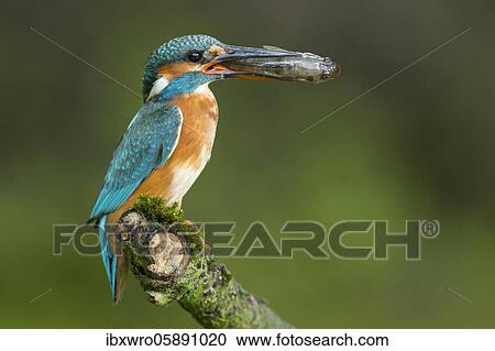 Common kingfisher ( Alcedo atthis) on hideouts with fish, prey, Naarden, Netherlands View Large Photo Image Stock Image - Common kingfisher ( Alcedo atthis) on hideouts with fish, prey, Naarden, Netherlands. Fotosearch