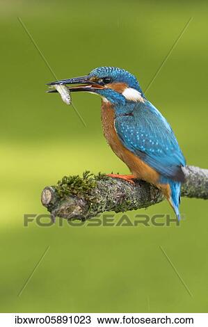 Common kingfisher ( Alcedo atthis) on hideouts with fish, prey, Netherlands View Large Photo Image Stock Image - Common kingfisher ( Alcedo atthis) on hideouts with fish, prey, Netherlands. Fotosearch