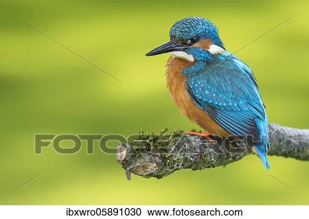 Common kingfisher ( Alcedo atthis) on Ansitzwarte, Netherlands View Large Photo Image Stock Image - Common kingfisher ( Alcedo atthis) on Ansitzwarte, Netherlands. Fotosearch