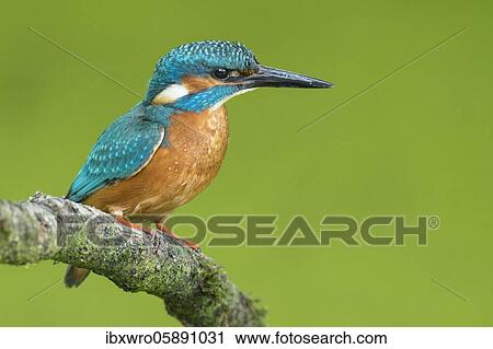 Common kingfisher ( Alcedo atthis) on Ansitzwarte, Netherlands View Large Photo Image Stock Image - Common kingfisher ( Alcedo atthis) on Ansitzwarte, Netherlands. Fotosearch