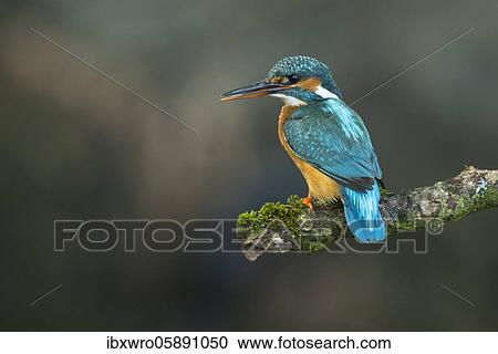 Common kingfisher ( Alcedo atthis) on Ansitzwarte, Netherlands View Large Photo Image Stock Image - Common kingfisher ( Alcedo atthis) on Ansitzwarte, Netherlands. Fotosearch