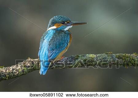 Common kingfisher ( Alcedo atthis) on Ansitzwarte, Netherlands View Large Photo Image Stock Image - Common kingfisher ( Alcedo atthis) on Ansitzwarte, Netherlands. Fotosearch