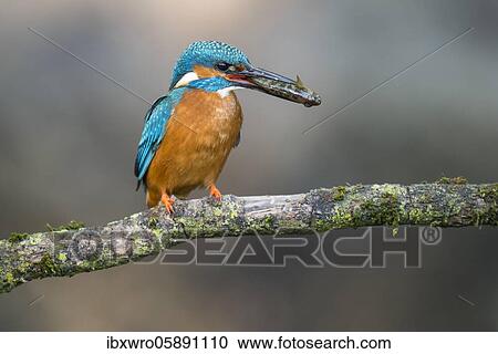 Common kingfisher ( Alcedo atthis) on hideouts with fish, prey, Netherlands View Large Photo Image Stock Image - Common kingfisher ( Alcedo atthis) on hideouts with fish, prey, Netherlands. Fotosearch