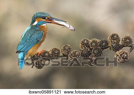 Common kingfisher ( Alcedo atthis) on hideouts with fish, prey, Netherlands View Large Photo Image Stock Image - Common kingfisher ( Alcedo atthis) on hideouts with fish, prey, Netherlands. Fotosearch