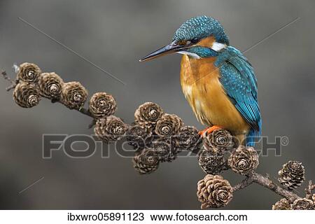 Common kingfisher ( Alcedo atthis) on Ansitzwarte, Netherlands View Large Photo Image Stock Image - Common kingfisher ( Alcedo atthis) on Ansitzwarte, Netherlands. Fotosearch
