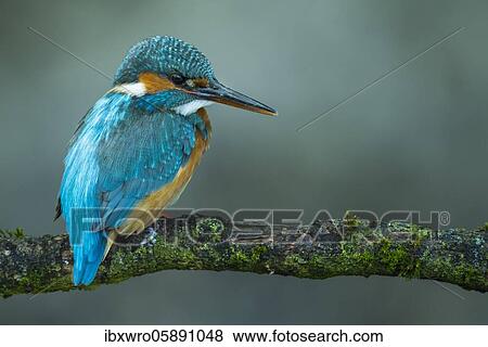 Common kingfisher ( Alcedo atthis) on Ansitzwarte, Netherlands View Large Photo Image Stock Photo - Common kingfisher ( Alcedo atthis) on Ansitzwarte, Netherlands. Fotosearch