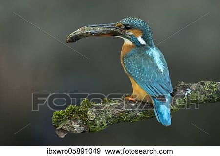 Stock Photo - Common kingfisher ( Alcedo atthis) on hideouts with fish, prey, Netherlands. Fotosearch