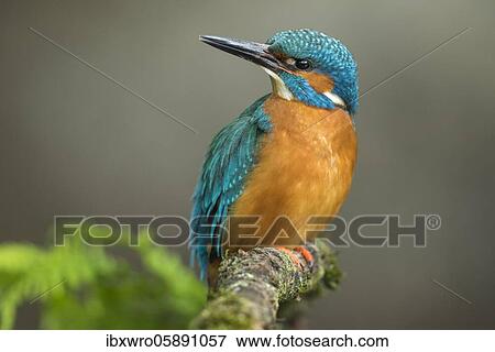Common kingfisher ( Alcedo atthis) on Ansitzwarte, Netherlands View Large Photo Image Stock Photo - Common kingfisher ( Alcedo atthis) on Ansitzwarte, Netherlands. Fotosearch