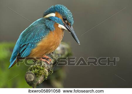 Common kingfisher ( Alcedo atthis) on Ansitzwarte, Netherlands View Large Photo Image Stock Photo - Common kingfisher ( Alcedo atthis) on Ansitzwarte, Netherlands. Fotosearch