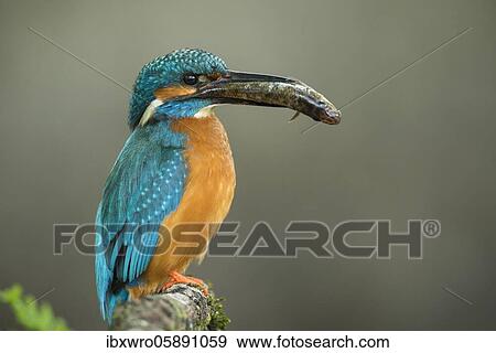 Common kingfisher ( Alcedo atthis) on hideouts with fish, prey, Netherlands View Large Photo Image Stock Photo - Common kingfisher ( Alcedo atthis) on hideouts with fish, prey, Netherlands. Fotosearch