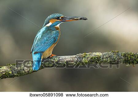 Common kingfisher ( Alcedo atthis) on hideouts with fish, prey, Netherlands View Large Photo Image Stock Photo - Common kingfisher ( Alcedo atthis) on hideouts with fish, prey, Netherlands. Fotosearch