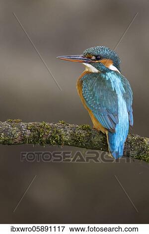 Common kingfisher ( Alcedo atthis) on Ansitzwarte, Netherlands View Large Photo Image Stock Photo - Common kingfisher ( Alcedo atthis) on Ansitzwarte, Netherlands. Fotosearch