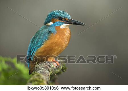 Stock Photograph - Common kingfisher ( Alcedo atthis) on Ansitzwarte, Netherlands. Fotosearch