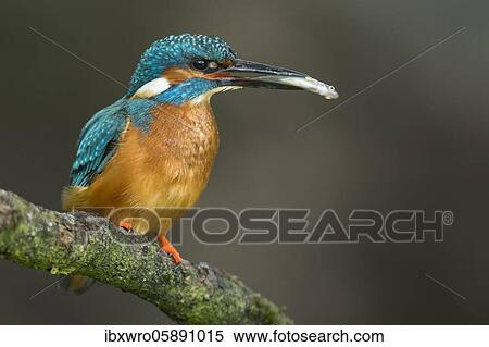 Common kingfisher ( Alcedo atthis) on hideouts with fish, prey, Netherlands View Large Photo Image Stock Photography - Common kingfisher ( Alcedo atthis) on hideouts with fish, prey, Netherlands. Fotosearch