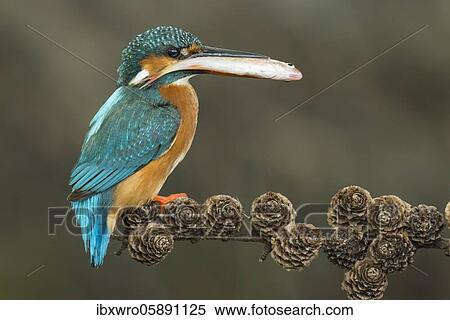 Common kingfisher ( Alcedo atthis) on hideouts with fish, prey, Netherlands View Large Photo Image Stock Photography - Common kingfisher ( Alcedo atthis) on hideouts with fish, prey, Netherlands. Fotosearch