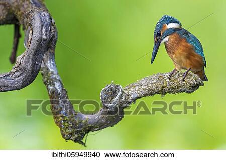 Common kingfisher (Alcedo atthis) sitting on a root, sunrise, Middle Elbe Biosphere Reserve, Saxony-Anhalt, Germany, Europe View Large Photo Image Stock Image - Common kingfisher (Alcedo atthis) sitting on a root, sunrise, Middle Elbe Biosphere Reserve, Saxony-Anhalt, Germany, Europe. Fotosearch