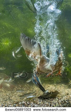 Common kingfisher ( Alcedo atthis) diving under water for fish, prey thrust, hunting, naarden, Netherlands View Large Photo Image Stock Image - Common kingfisher ( Alcedo atthis) diving under water for fish, prey thrust, hunting, naarden, Netherlands. Fotosearch