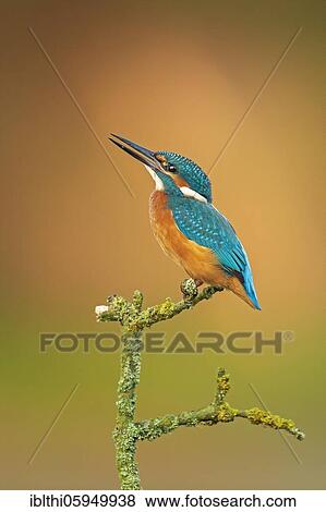 Common kingfisher (Alcedo atthis) sitting on branch, sunrise, Biosphere Reserve Mittelelbe, Saxony-Anhalt, Germany, Europe View Large Photo Image Stock Photo - Common kingfisher (Alcedo atthis) sitting on branch, sunrise, Biosphere Reserve Mittelelbe, Saxony-Anhalt, Germany, Europe. Fotosearch