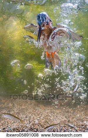 Common kingfisher ( Alcedo atthis) diving under water for fish, prey thrust, hunting, naarden, Netherlands View Large Photo Image Stock Photo - Common kingfisher ( Alcedo atthis) diving under water for fish, prey thrust, hunting, naarden, Netherlands. Fotosearch