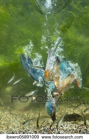 Common kingfisher ( Alcedo atthis) diving under water for fish, prey thrust, hunting, naarden, Netherlands View Large Photo Image Stock Photo - Common kingfisher ( Alcedo atthis) diving under water for fish, prey thrust, hunting, naarden, Netherlands. Fotosearch