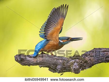 Common kingfisher (Alcedo atthis) Wing spreading, sunrise, Biosphere Reserve Mittelelbe, Saxony-Anhalt, Germany, Europe View Large Photo Image Stock Image - Common kingfisher (Alcedo atthis) Wing spreading, sunrise, Biosphere Reserve Mittelelbe, Saxony-Anhalt, Germany, Europe. Fotosearch