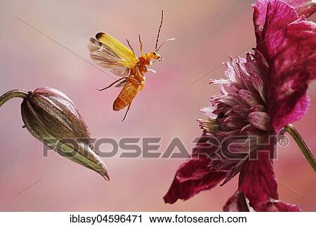Stock Image - Common red soldier beetle (Rhagonycha fulva), in flight, Germany, Europe. Fotosearch