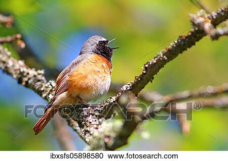Common redstart (Phoenicurus phoenicurus), Male sings, Wetzlar, Hesse View Large Photo Image Stock Image - Common redstart (Phoenicurus phoenicurus), Male sings, Wetzlar, Hesse. Fotosearch