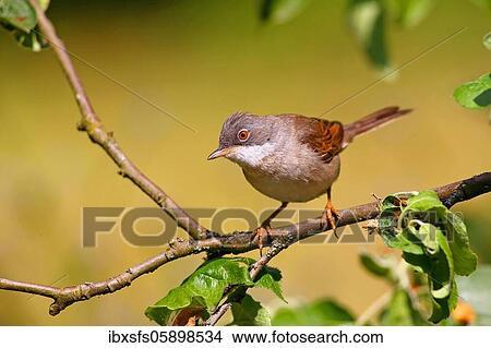 Common whitethroat (Sylvia communis) Solms, Hesse View Large Photo Image Picture - Common whitethroat (Sylvia communis) Solms, Hesse. Fotosearch