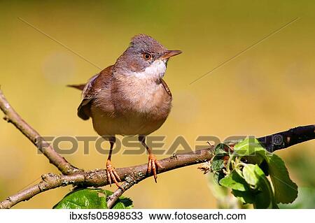 Common whitethroat (Sylvia communis) Solms, Hesse View Large Photo Image Stock Image - Common whitethroat (Sylvia communis) Solms, Hesse. Fotosearch