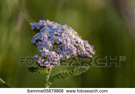 Common yarrow (Achillea millefolium), pink blossom, Bavaria, Germany, Europe View Large Photo Image Stock Photo - Common yarrow (Achillea millefolium), pink blossom, Bavaria, Germany, Europe. Fotosearch