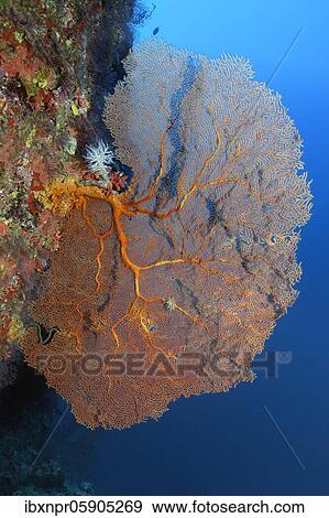 Coral reef wall with gorgonian (Annella mollis) Andaman Sea, Mu Ko Similan National Park, Similan Islands, Phang Nga Province, Thailand, Asia View Large Photo Image Stock Photo - Coral reef wall with gorgonian (Annella mollis) Andaman Sea, Mu Ko Similan National Park, Similan Islands, Phang Nga Province, Thailand, Asia. Fotosearch