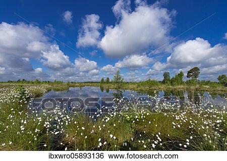 Cotton grass, expanse and clouds in the Goldenstedter Moor, fruiting cotton grass, cotton grass blossom, Oldenburger Münsterland, Goldenstedt, Lower Saxony, Germany, Europe View Large Photo Image Stock Photograph - Cotton grass, expanse and clouds in the Goldenstedter Moor, fruiting cotton grass, cotton grass blossom, Oldenburger Münsterland, Goldenstedt, Lower Saxony, Germany, Europe. Fotosearch
