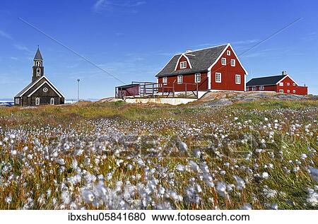 Cottongrass ( Eriophorum) in a meadow, behind Zion Church and colourful wooden houses, Disko Bay, Ilulissat, West Greenland, Greenland, North America View Large Photo Image Stock Image - Cottongrass ( Eriophorum) in a meadow, behind Zion Church and colourful wooden houses, Disko Bay, Ilulissat, West Greenland, Greenland, North America. Fotosearch