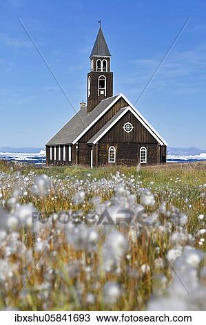 Stock Image - Cottongrass ( Eriophorum), in a meadow, behind Zion Church in Disko Bay, Ilulissat, West Greenland, Greenland, North America. Fotosearch