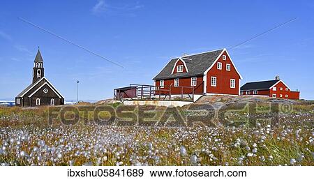 Cottongrass ( Eriophorum) in a meadow, behind Zion Church and colourful wooden houses, Disko Bay, Ilulissat, West Greenland, Greenland, North America View Large Photo Image Stock Photo - Cottongrass ( Eriophorum) in a meadow, behind Zion Church and colourful wooden houses, Disko Bay, Ilulissat, West Greenland, Greenland, North America. Fotosearch