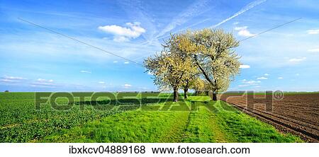 Country lane through green fields, all with old cherry trees in blossom, blue sky, evening light, Burgenlandkreis, Saxony-Anhalt, Germany, Europe View Large Photo Image Stock Photo - Country lane through green fields, all with old cherry trees in blossom, blue sky, evening light, Burgenlandkreis, Saxony-Anhalt, Germany, Europe. Fotosearch