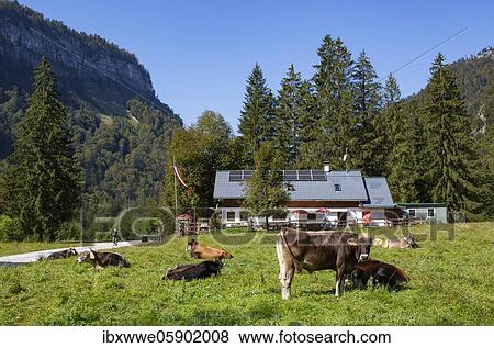 Stock Photo - Cow herd in Rettenbachtal with Rettenbachalm, Bad Ischl, Salzkammergut, Upper Austria, Austria, Europe. Fotosearch